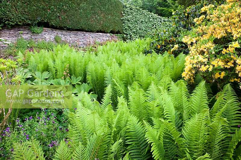 The Garden House, Devon. Shady fern patch in corner of garden