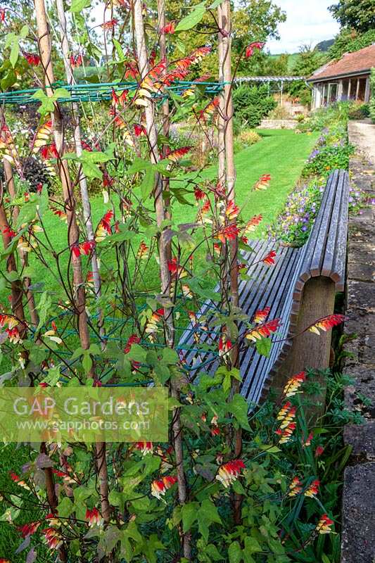 Derry Watkins Garden at Special Plants, Bath, UK. Ipomoea lobata and bench