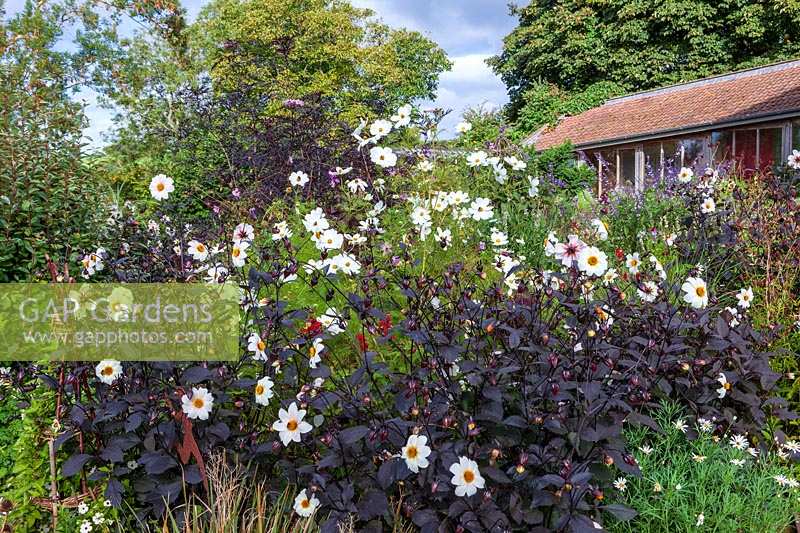 Derry Watkins Garden at Special Plants, Bath, UK, Cosmos 'Purity' and Dahlia 'Twynings After Eight' in black and white planting
