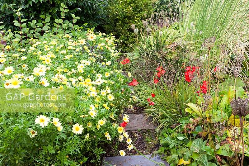 Derry Watkins Garden at Special Plants, Bath, UK, Argryanthemum 'Jamaica Primrose' and Schizostylis 'Major'