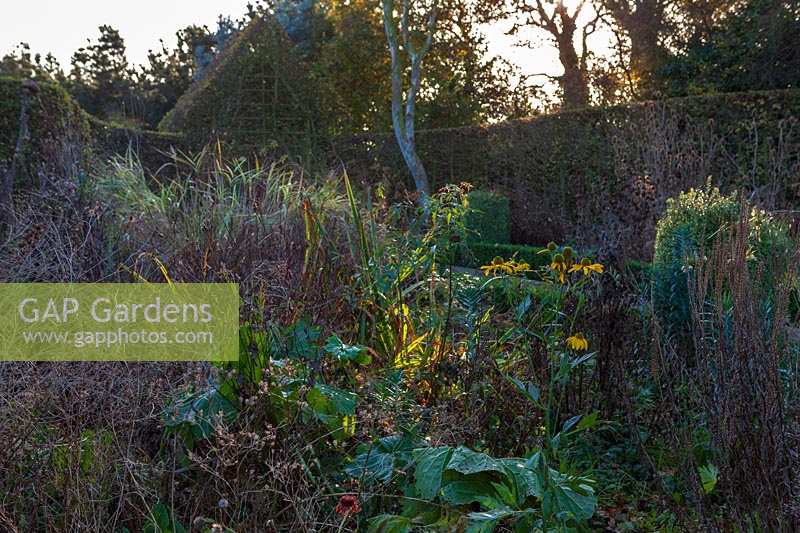 East Ruston Old Vicarage Gardens, Norfolk, Winter ( Alan Gray and Graham Robeson ). Seedheads and Rudbeckia in late autumn garden