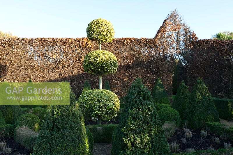 East Ruston Old Vicarage Gardens, Norfolk, Winter ( Alan Gray and Graham Robeson ). Topiary shapes and structure in formal garden