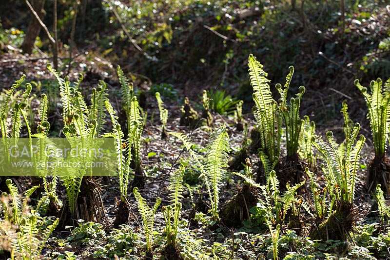 Emerging 'fiddleheads' of spring ferns in woodland