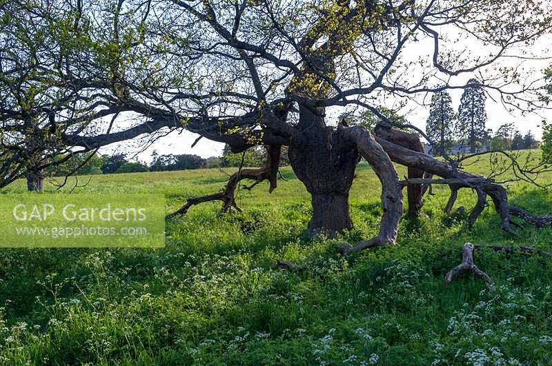 Oak ( Quercus robur ) in summery parkland