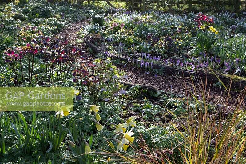 Dial Park, Worcestershire, spring bulb garden