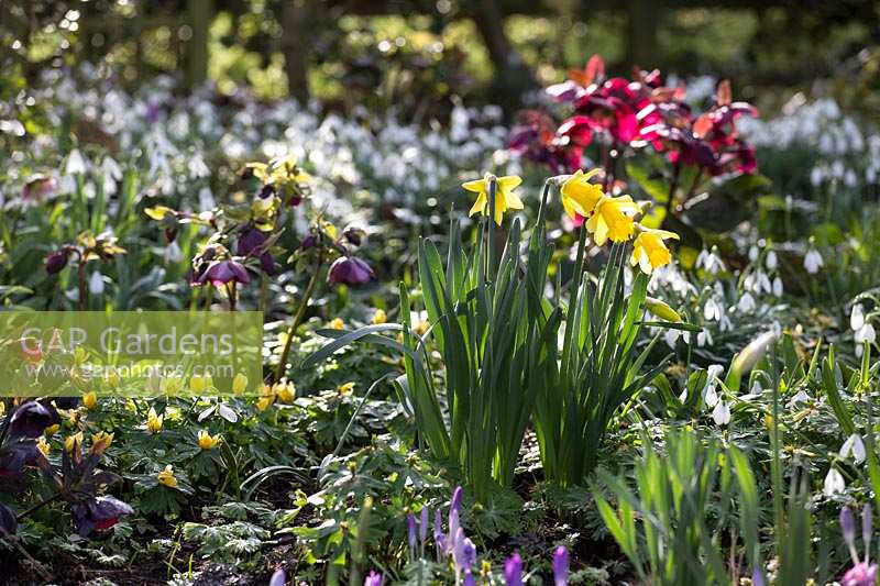Spring bulb garden with Hellebores, Snowdrops and Daffodils