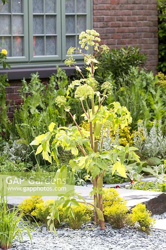 The Great Chelsea Garden Challenge Garden, RHS Chelsea Flower Show, 2015