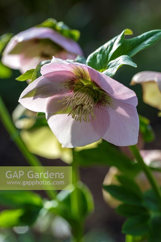Helleborus x hybridus 'Harvington Pink Speckled'  ( Lenten Rose )