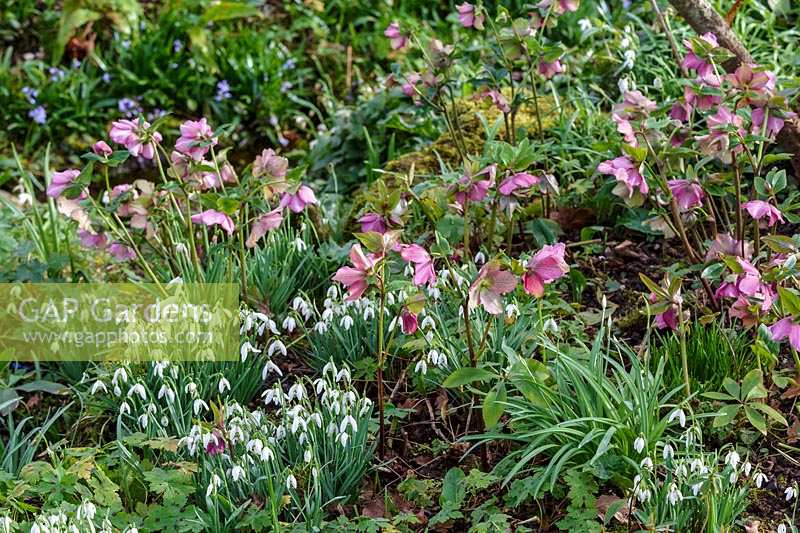 Early spring flowers in the ditch garden at East Lambrook Manor, Somerset