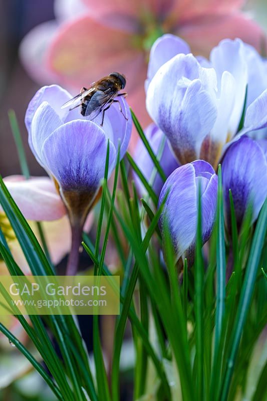 Crocus 'Blue Pearl' with bee