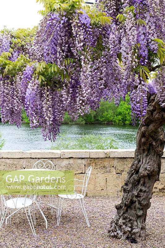 Wisteria tree in summer courtyard garden with table and chairs