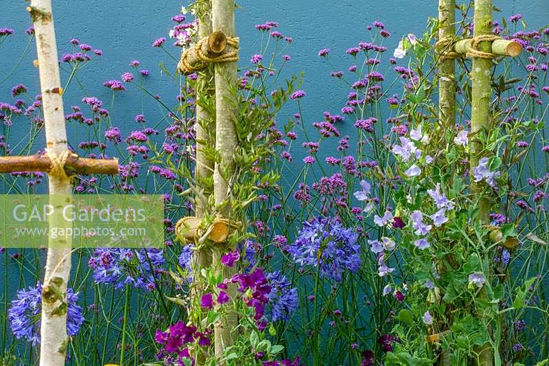 Hampton Court Flower Show, 2004. 'Snakes and Ladders Garden' ( des Berkshire College of Agriculture ) Verbena bonariensis and Agapanthus africanus against blue painted wall with sweet peas growing up rustic wooden plant supports