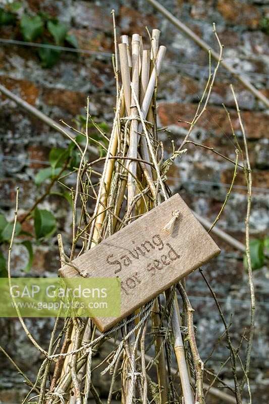 Heligan Garden, Cornwall, UK. 'saving for seed' in walled garden
