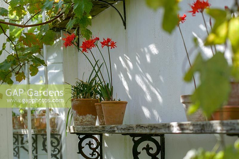 Heligan Garden, Cornwall, UK. sunny white wall in greenhouse, shelving with potted Nerines