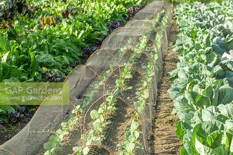 Heligan Garden, Cornwall, UK. net cloches protecting late vegetable seedlings in kitchen garden
