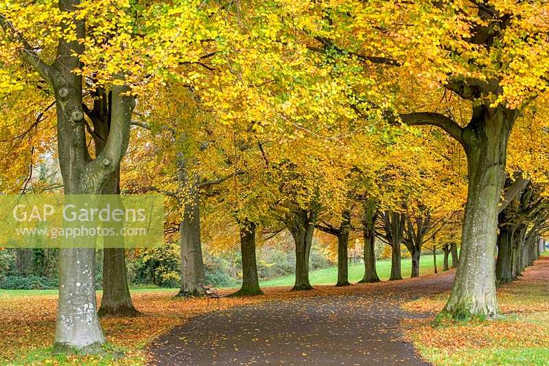 Beech trees on 'The Promenade', Clifton, Bristol. Autumnal walk
