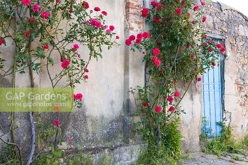 Blue painted doorway in rustic wall with roses climbing, Piedmont, Italy