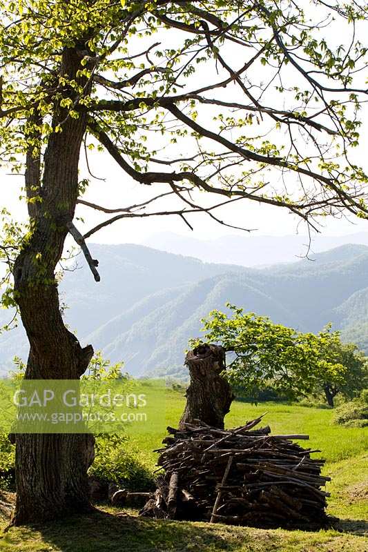 Sweet Chesnut ( Castanea sativa ) overlooking Appenine mountains, Italy