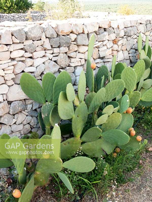 Prickly Pears growing beside wall in Southern Italy