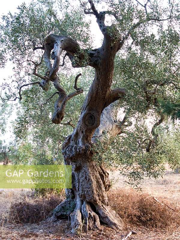 Ancient Olive tree in Puglia, Italy