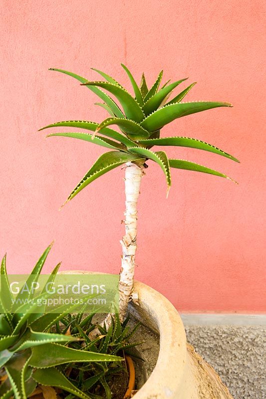 Aloe in pot with red painted wall
