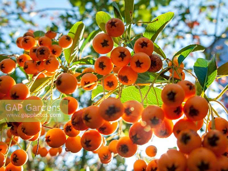 Rowan ( Sorbus  ) berries in autumn