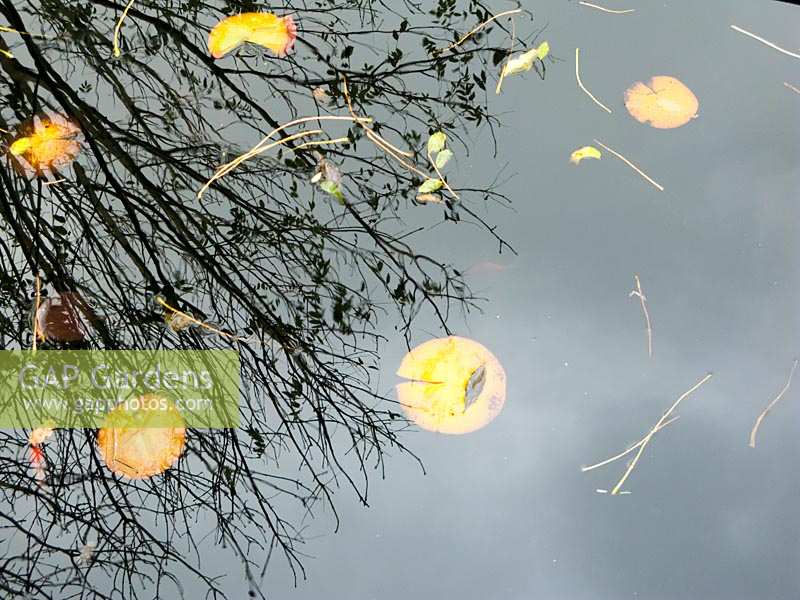 Lily pads in pond water with reflections of tree