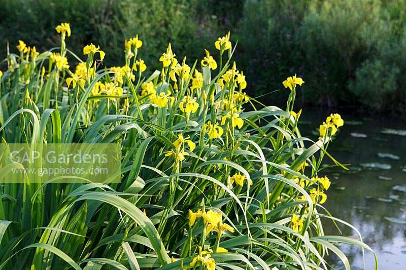 Iris pseudacorus ( Yellow Flag Iris ) at edge of village pond, East Prawle, Devon.