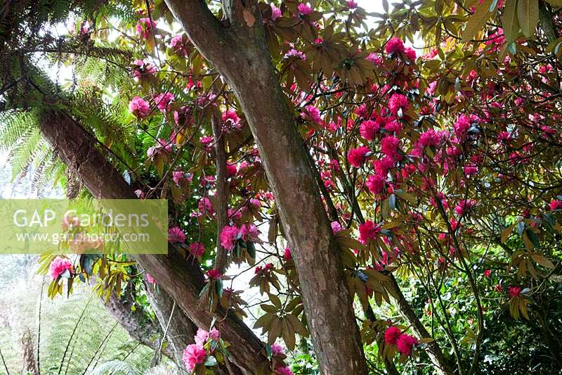 Heligan Garden, Cornwall, Spring. Large Rhododendron tree