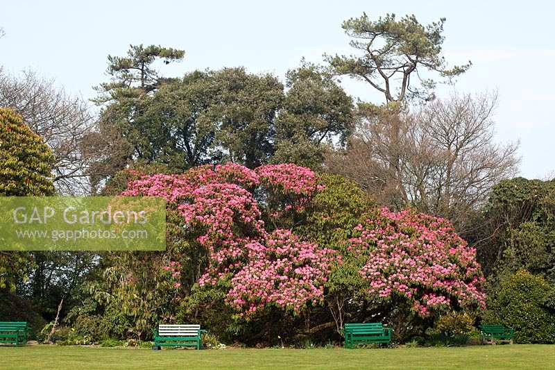Heligan Garden, Cornwall, Spring. Large 'Cornish Red' Rhododendron