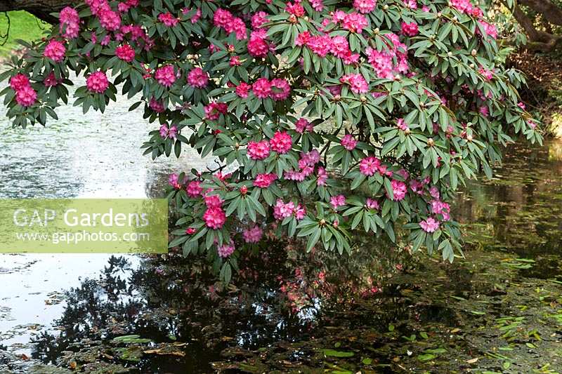 Heligan Garden, Cornwall, Spring. Large pond in woodland valley garden