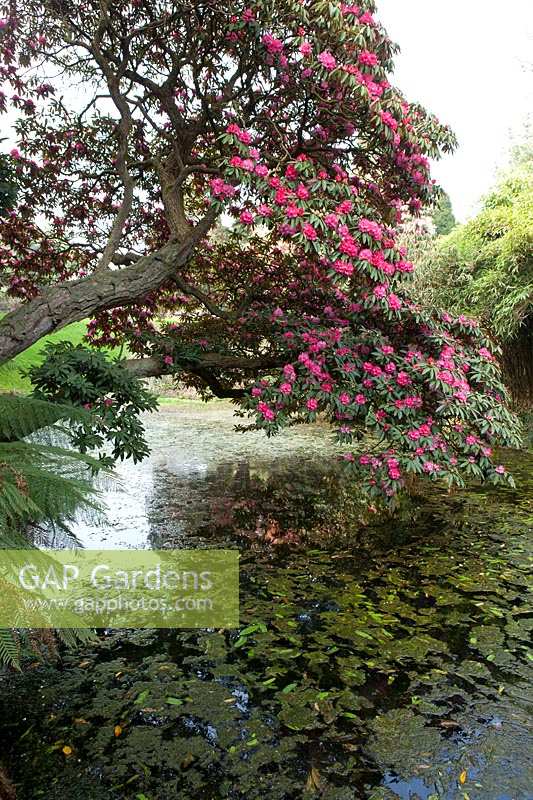 Heligan Garden, Cornwall, Spring. Large pond in woodland valley garden