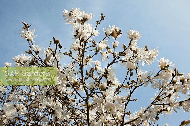 Heligan Garden, Cornwall, Spring. Magnolia stellata