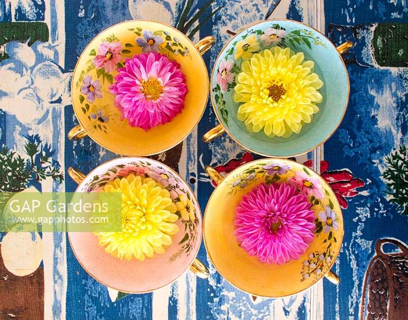 Colourful bowls with Dahlia flowers on 1950's table