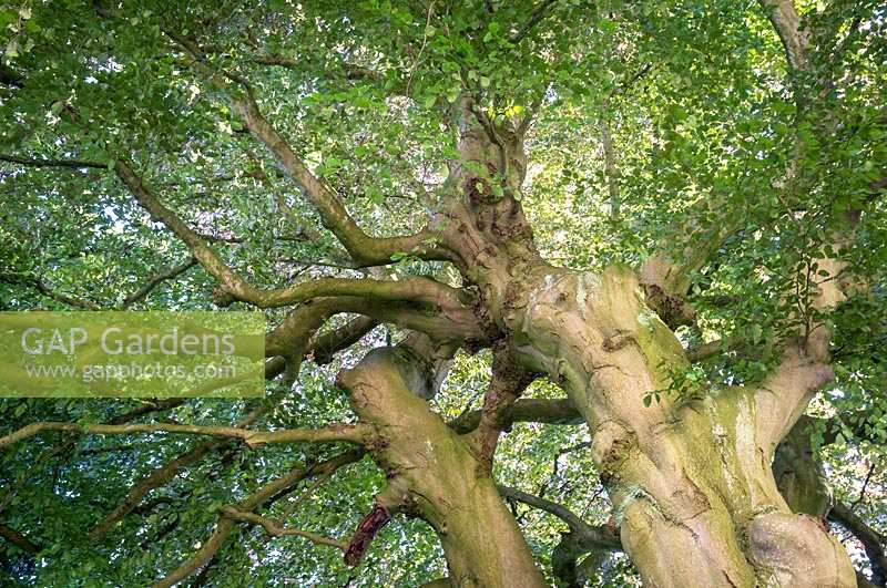 Beech tree ( Fagus sylvatica )