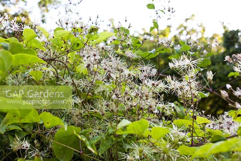 Clematis vitalba ( also known as Old man's beard and Traveller's Joy )