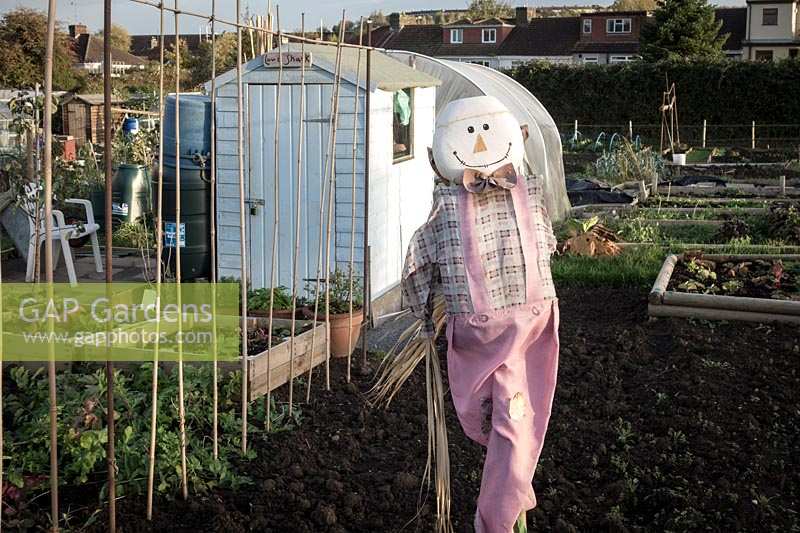 Scarecrow on allotment in Bristol