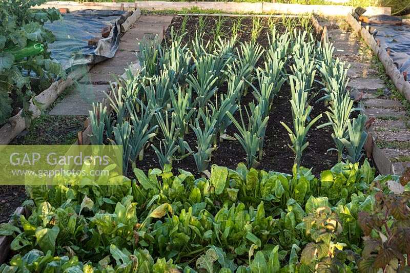 Spinach and Leeks on wintry allotment