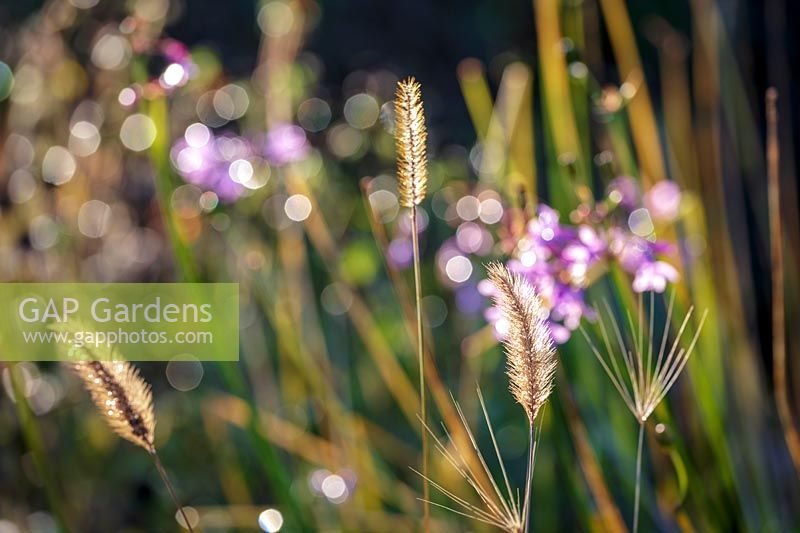 Grass seed heads in autumn light
