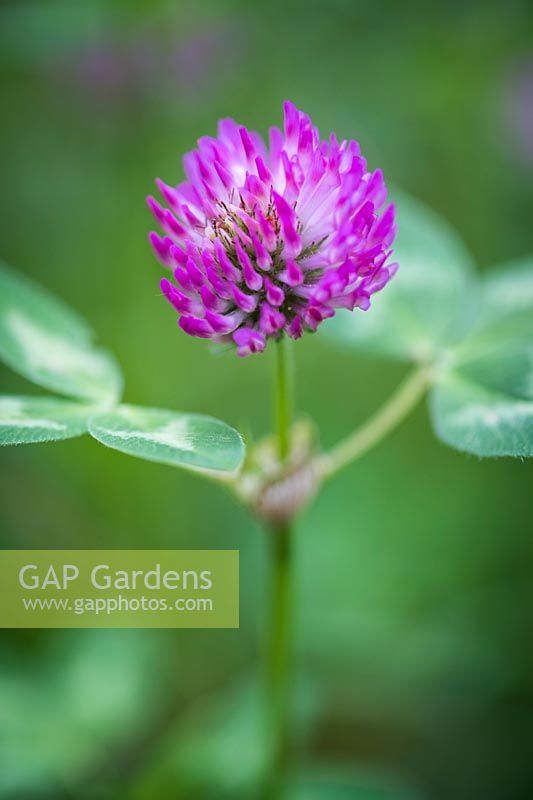 Red clover or Trifolium pratense in meadow