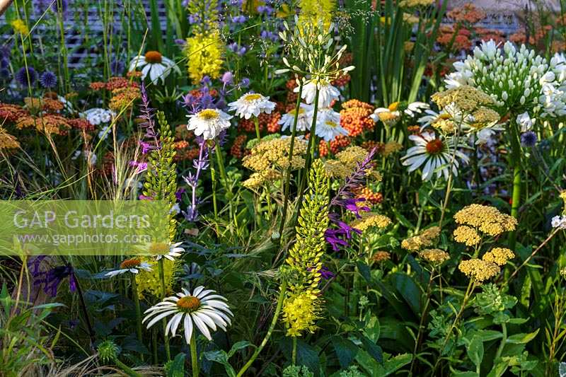 Hampton Court Flower Show 2014, the 'Space to Connect and Grow' Garden, des. Jeni Cairns. Summer border with Eremurus stenophyllus, Agastache 'Blackadder', Achillea 'Terracotta'