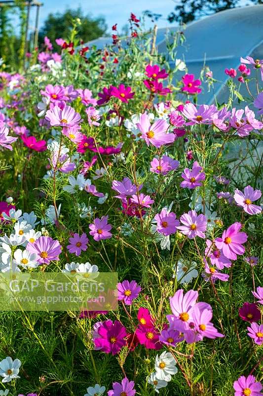 Cosmos flowers on allotment
