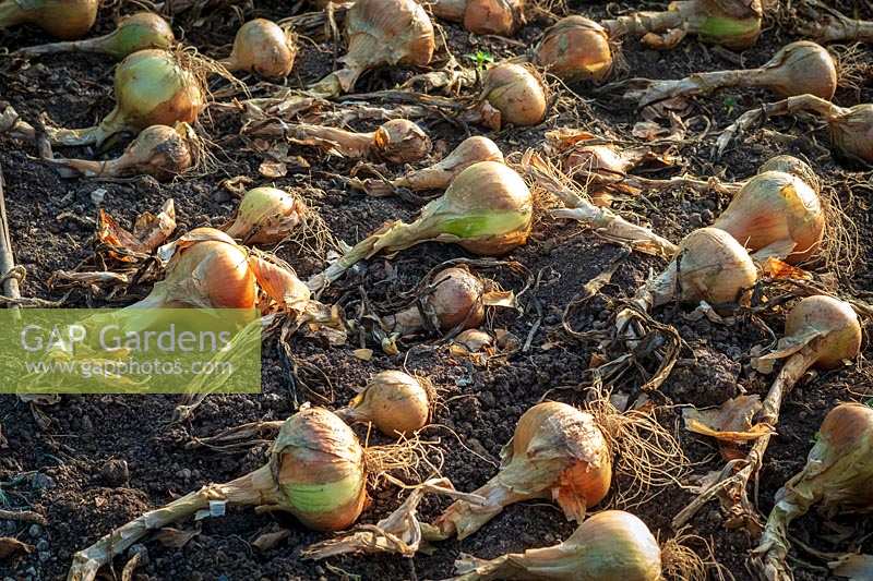 Onions drying on allotment