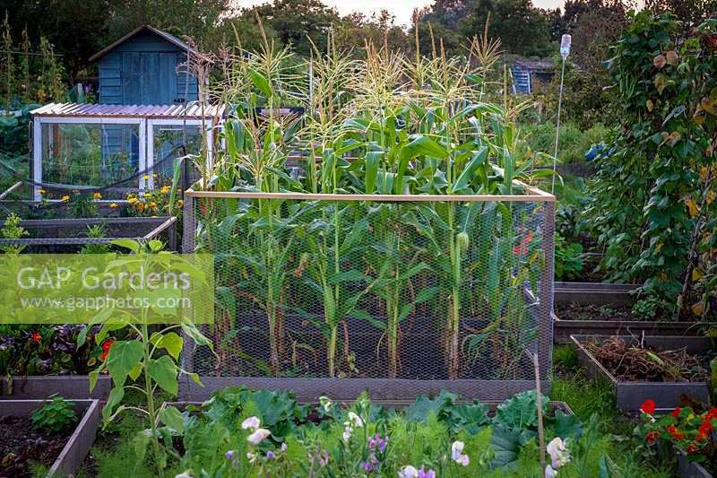 Autumn on the allotment, cage protecting sweet corn on vegetable patch