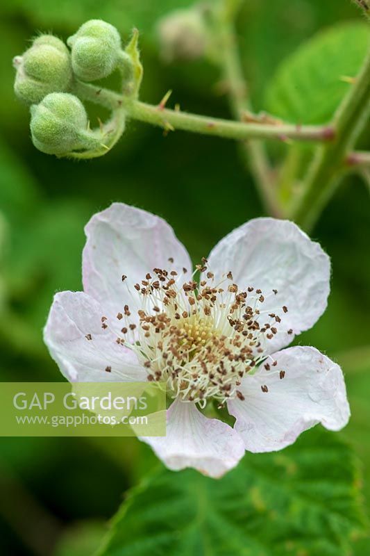 Rubus fruticosus ( Blackberry ) flower