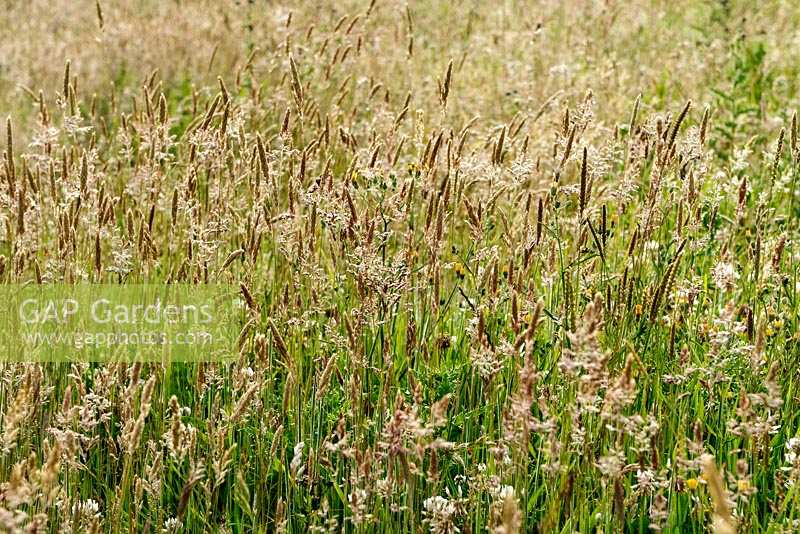 Meadow filled with Grasses