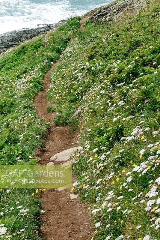 Wild Carrot, Daucus carota and other wildflowers on the South West Coast Path in South Devon