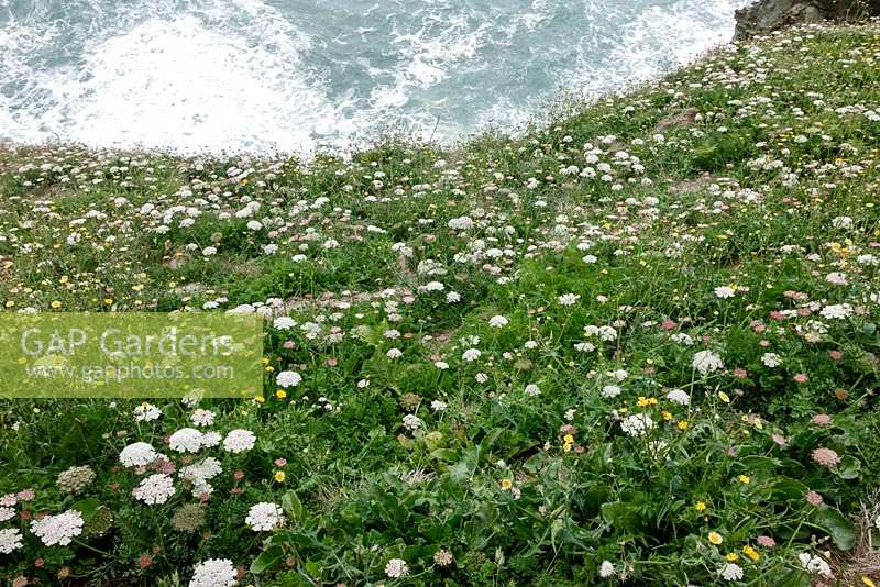 Wild Carrot, Daucus carota and other wildflowers on the South West Coast Path in South Devon