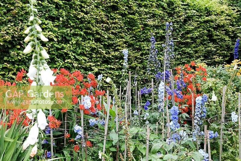 Deep summer border with Delphiniums and Crocosmia, supported with various plant supports