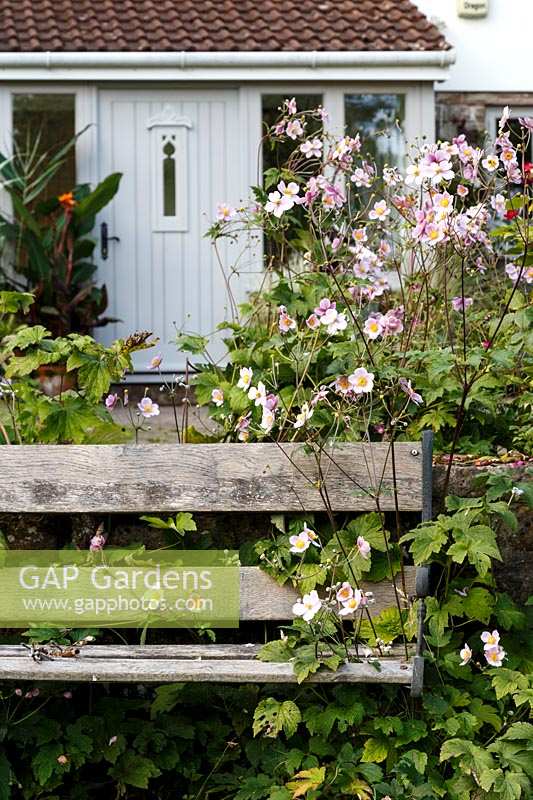 Jackie Healy's garden near Chepstow. Early autumn garden. wooden bench amongst Anemone x hupehensis
